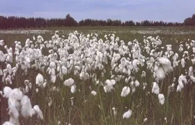 Hochmoor, Wollgras, Oldenburg